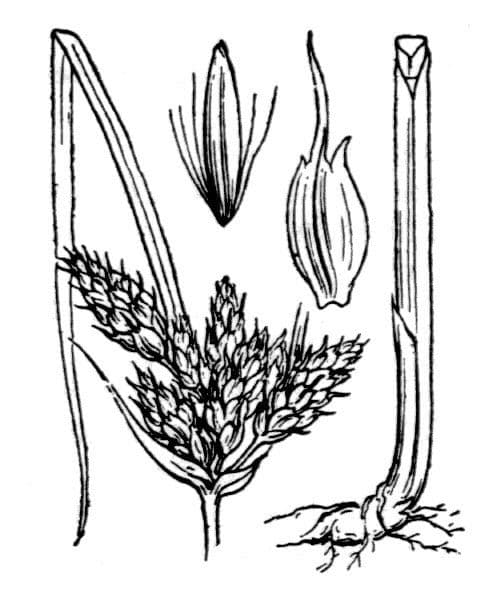 Lisca marittima 26
