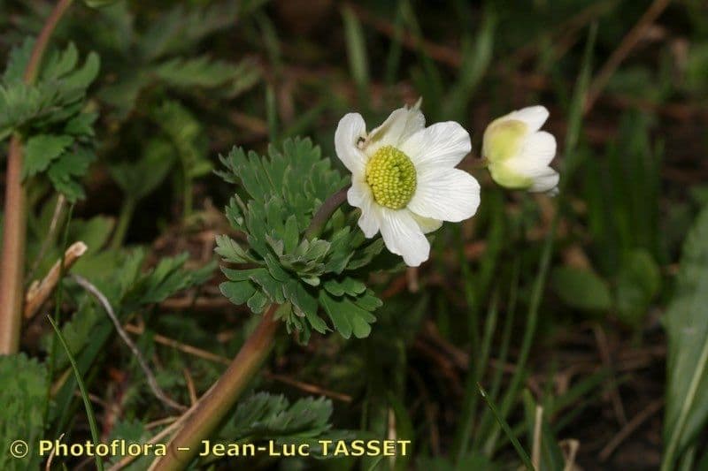 Callianthemum coriandrifolium 18