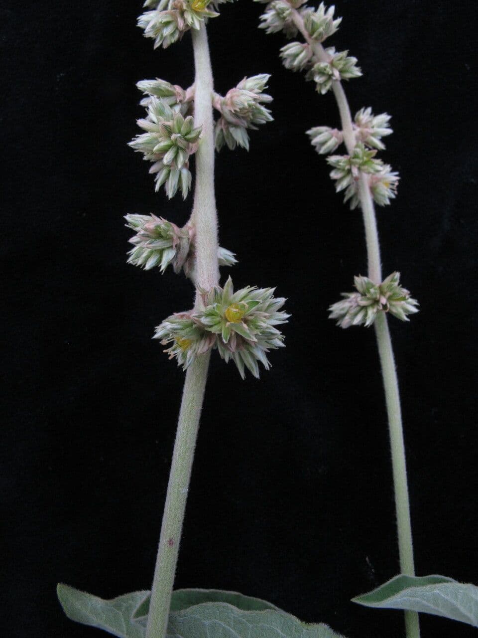 Cyathula 3