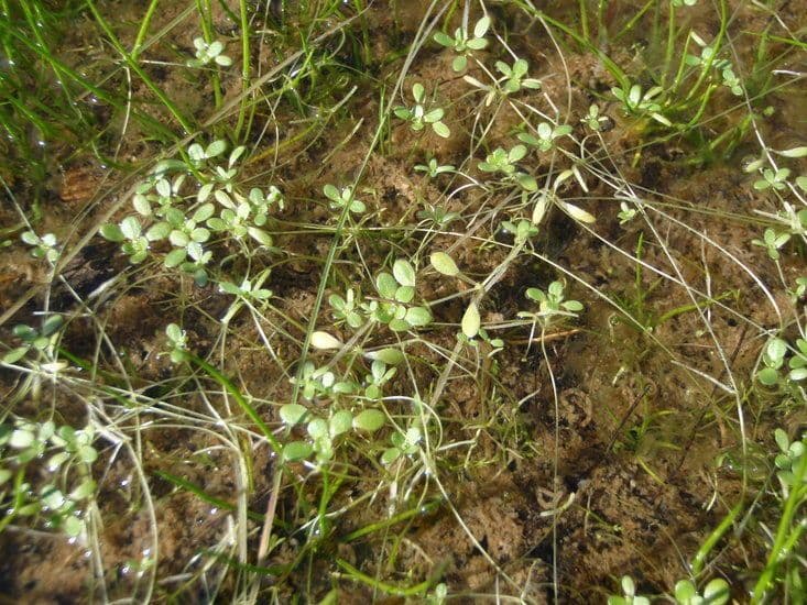 Stella d'acqua marginata 3