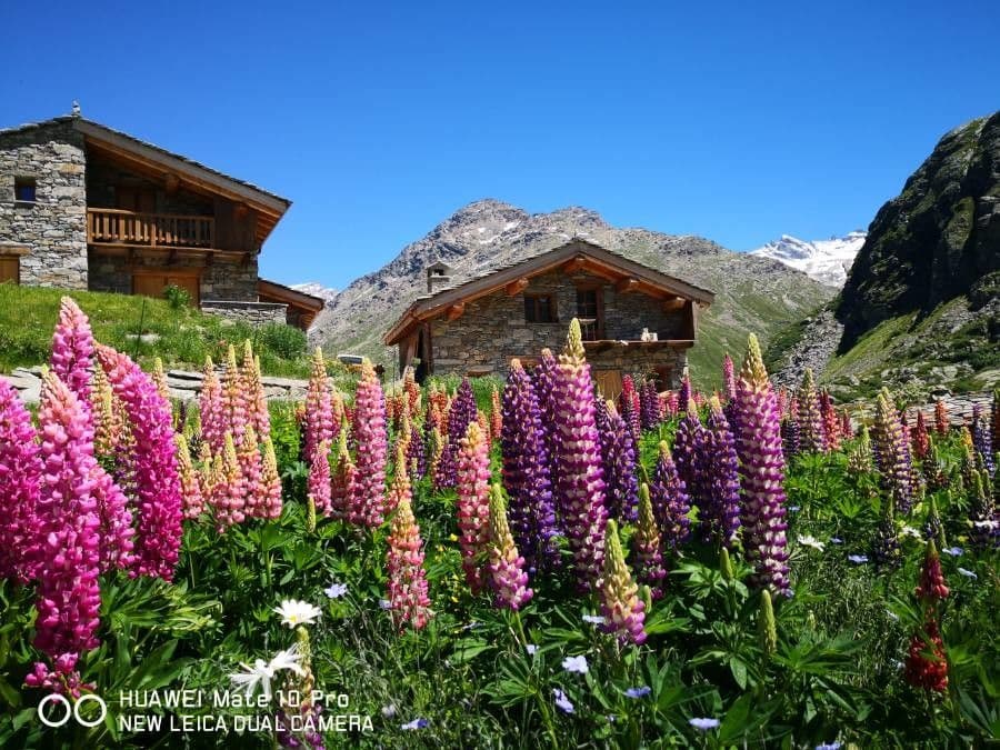Spanische Lupine 11