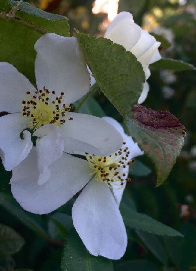 Immergrüne Rose 6