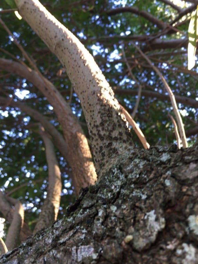 Brazilian peppertree 24