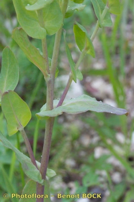 Cerinthe minor 21
