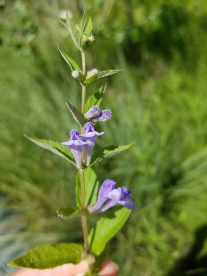 Scutellaria 8