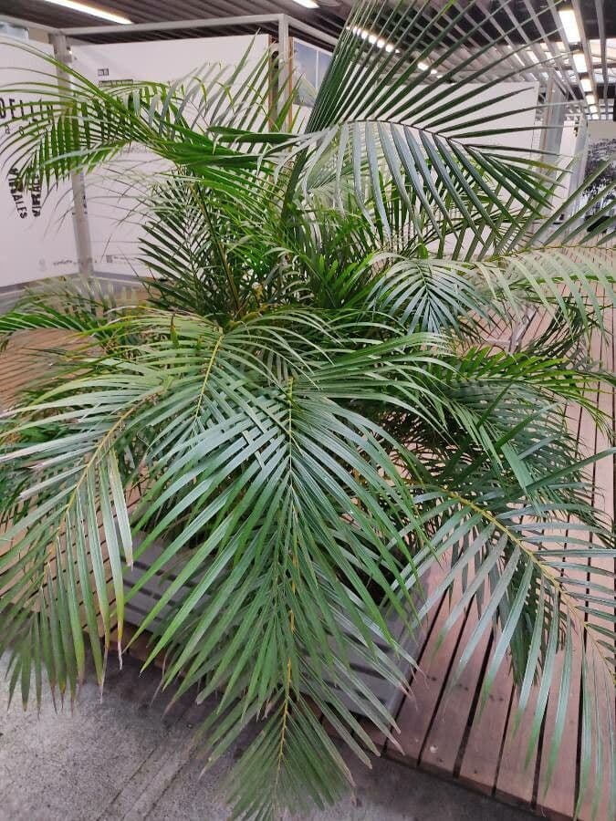 Areca dorée 13