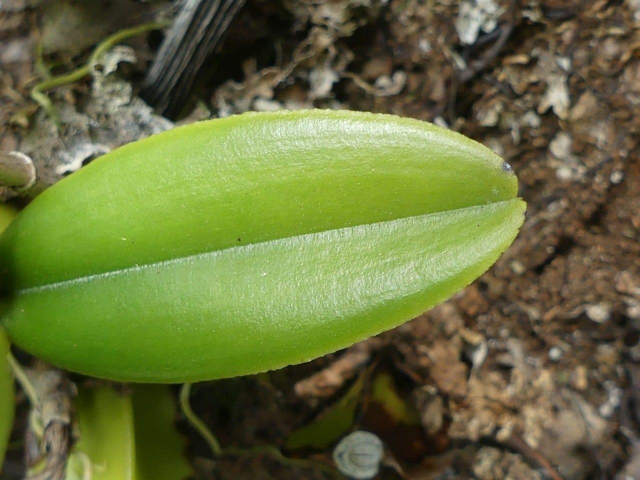 Bulbophyllum 17