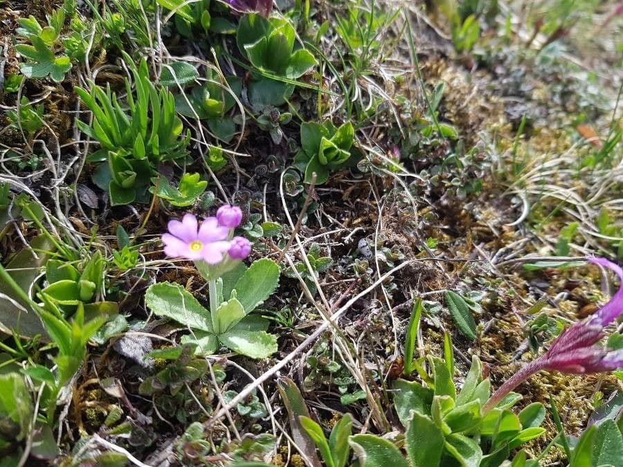 Primula farinosa 15