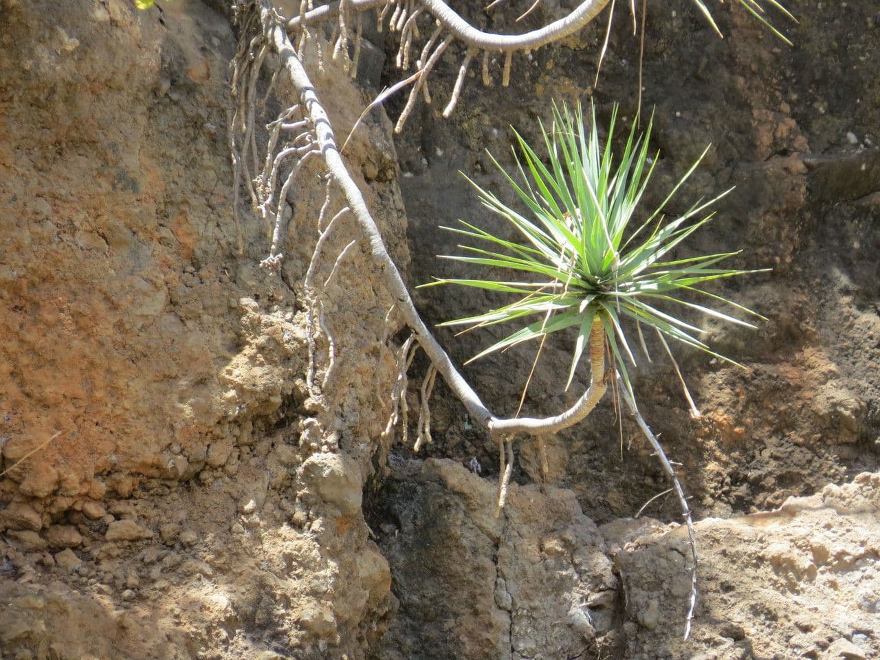 Dracena 13