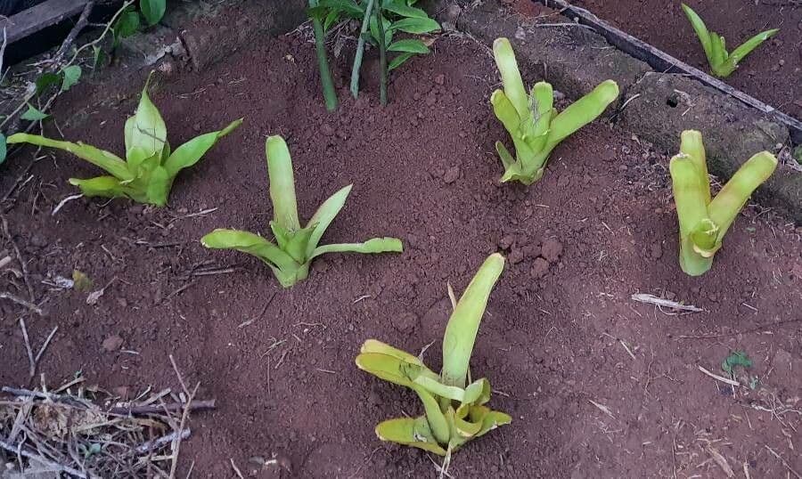Aechmea 11