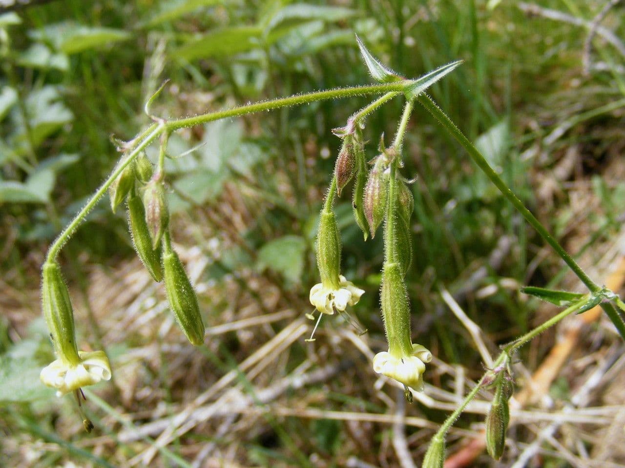 Silene 8