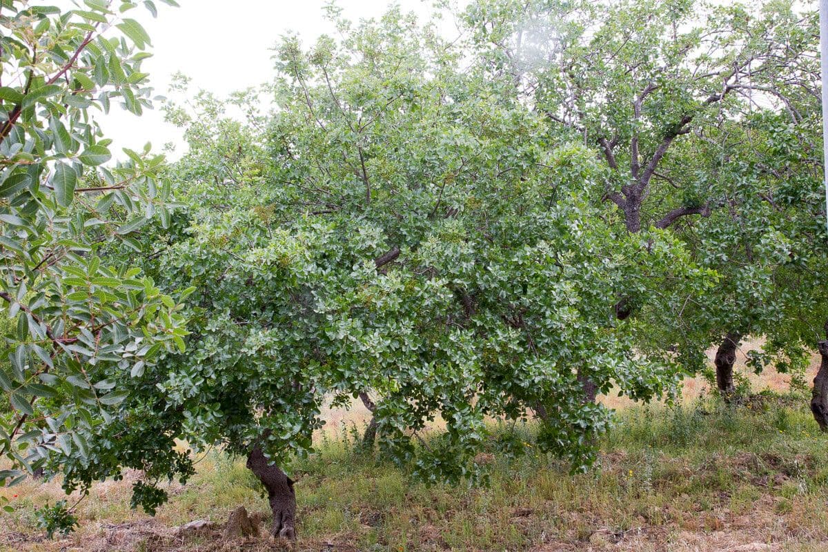 Pistacchio 11