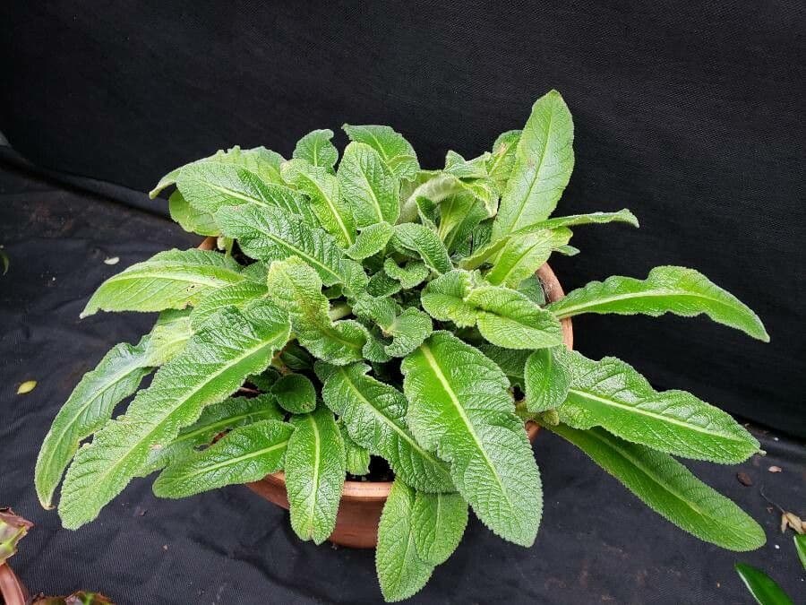 Primula del Capo 6