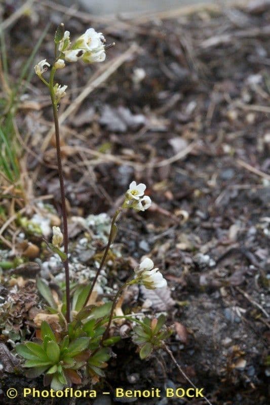 Draba di Fladnitz 4