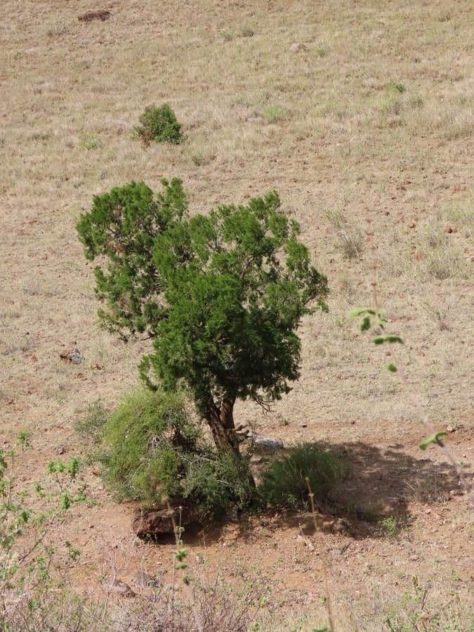 Ginepro africano 5