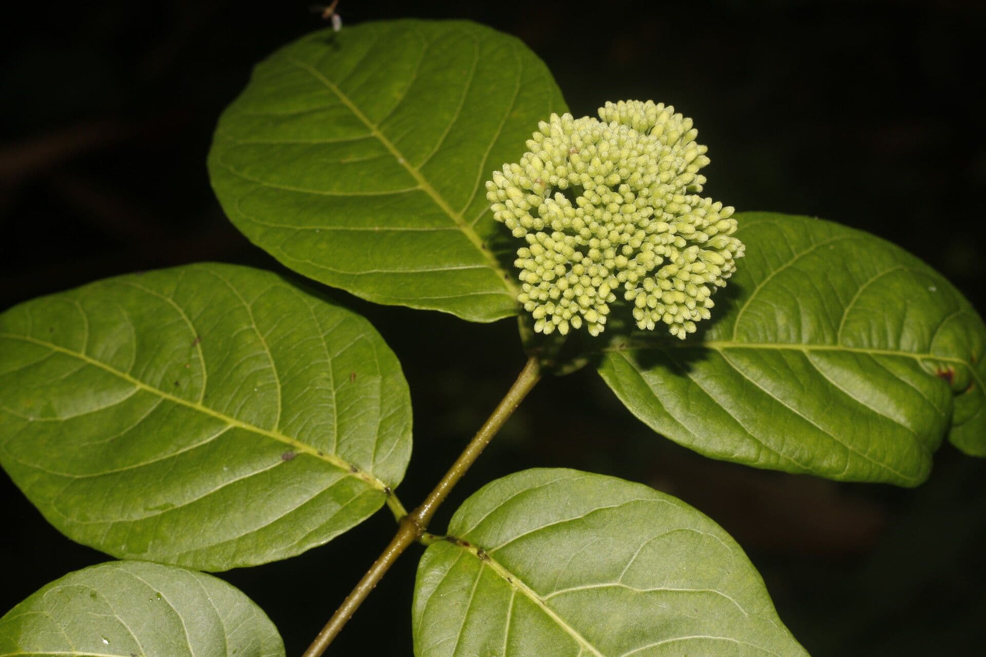 Forsteronia 3