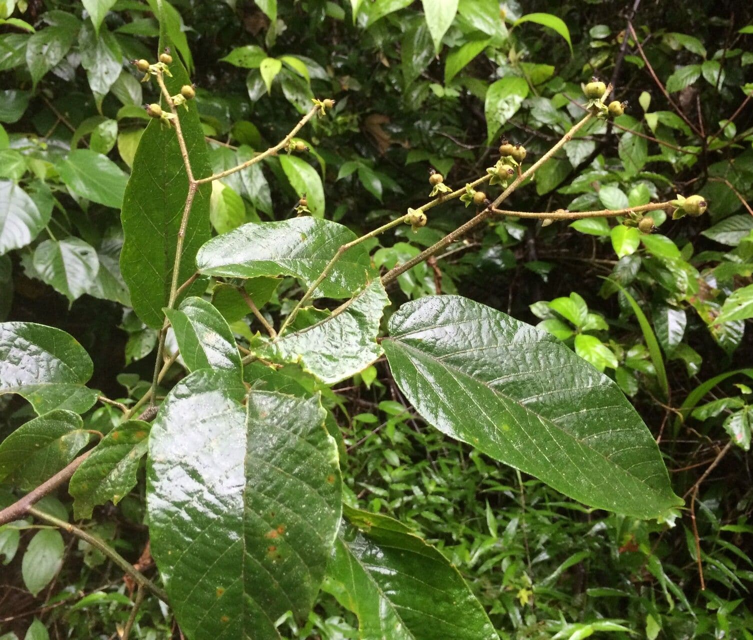 Croton 7