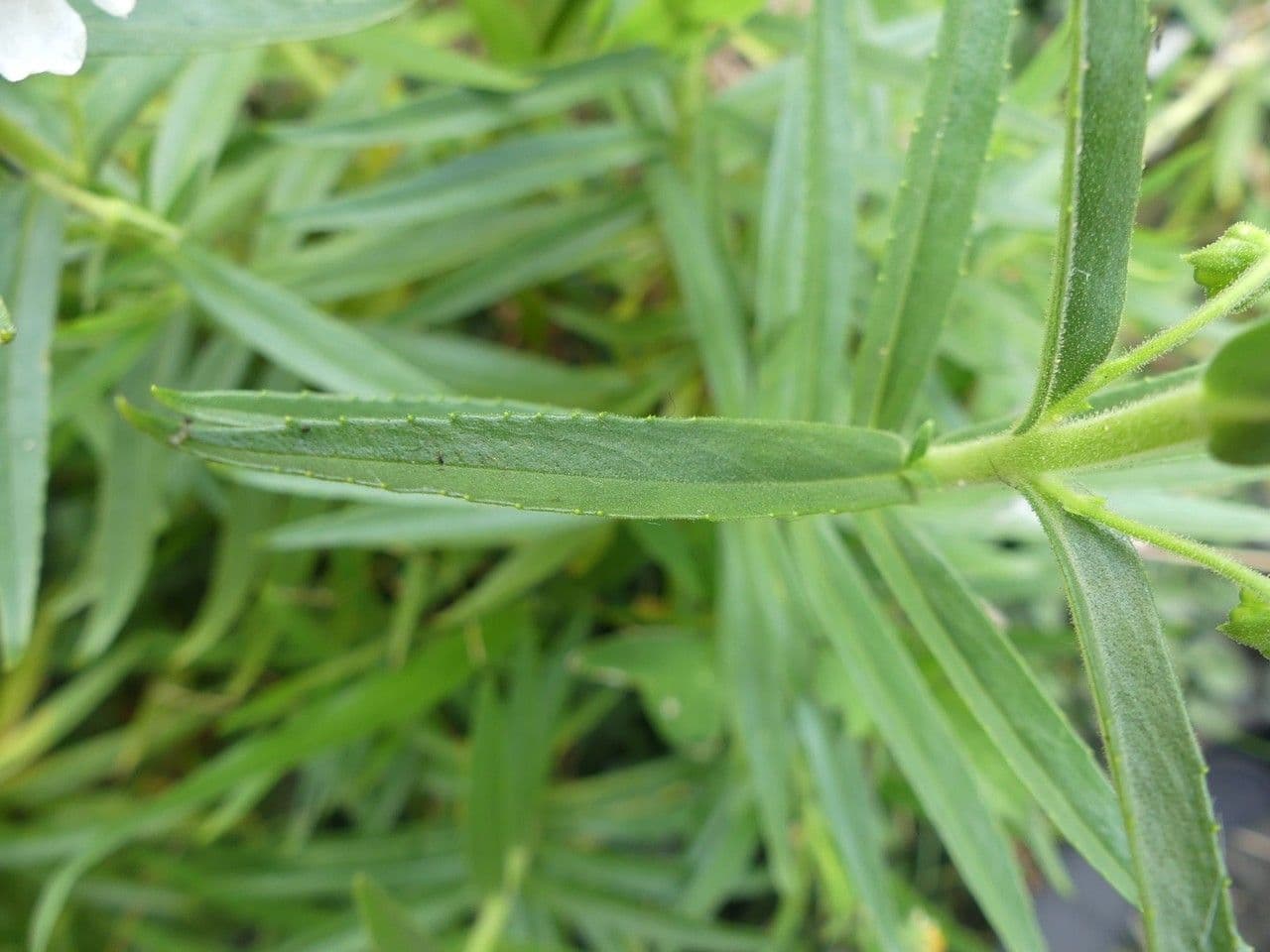Angelonia 11