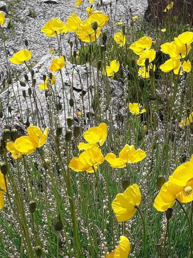 Alpen-Mohn 11