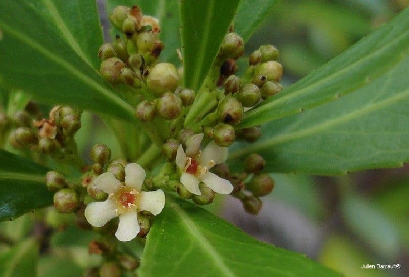 Peripterygia 5