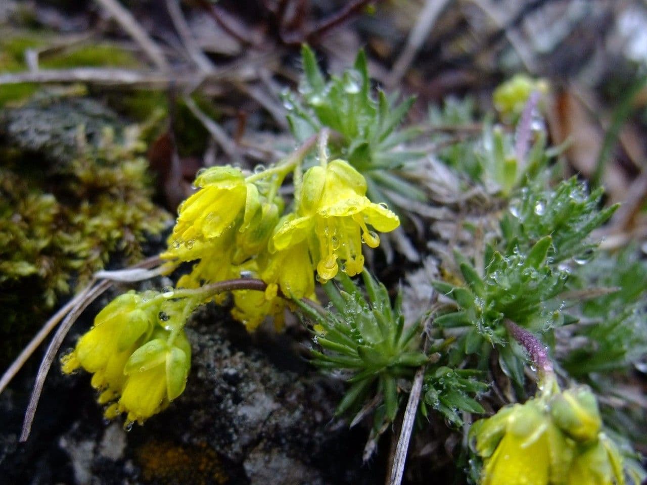 Draba 7