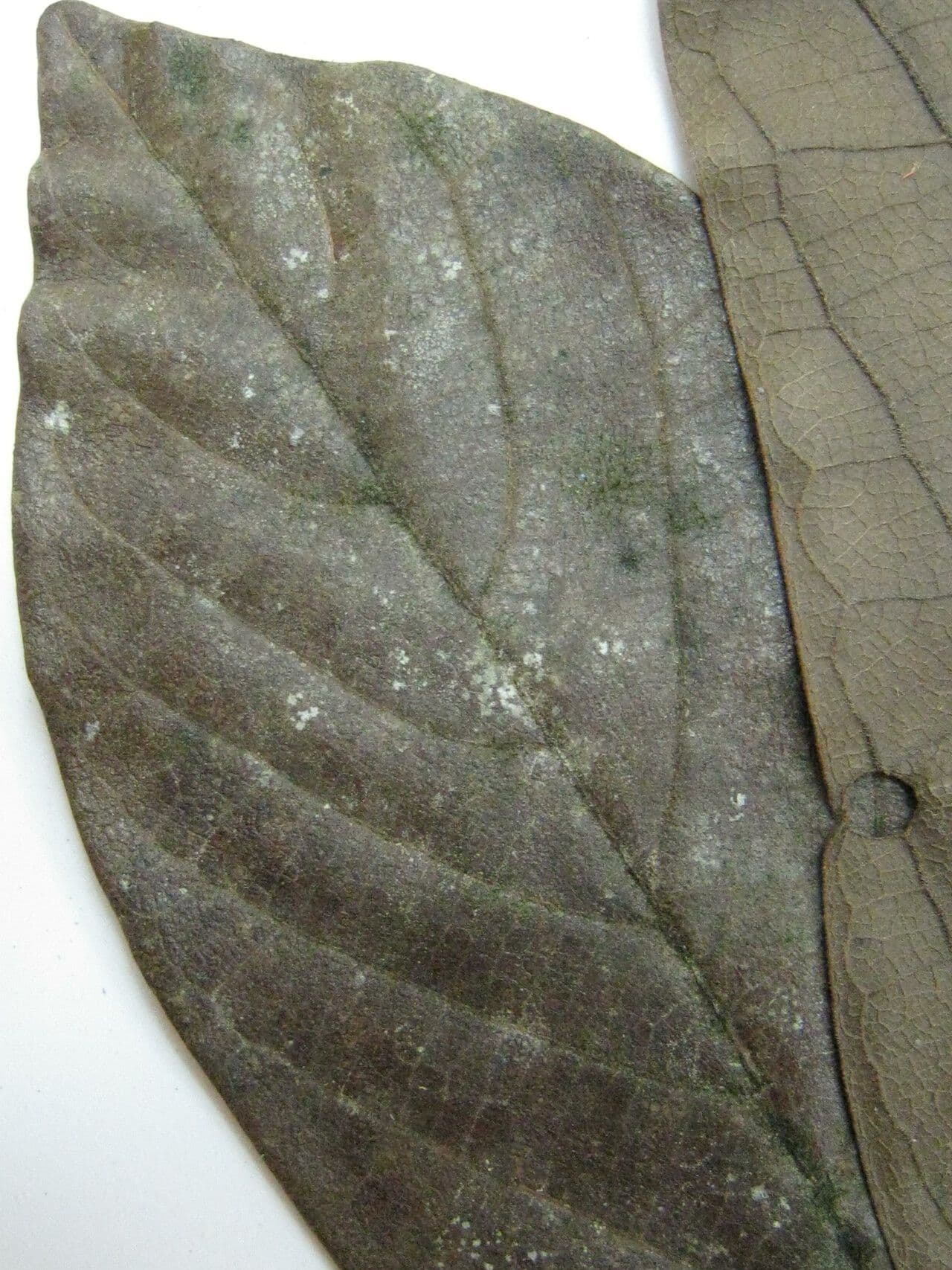 Ocotea 2