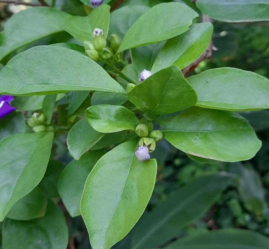 Brunfelsia australe 12