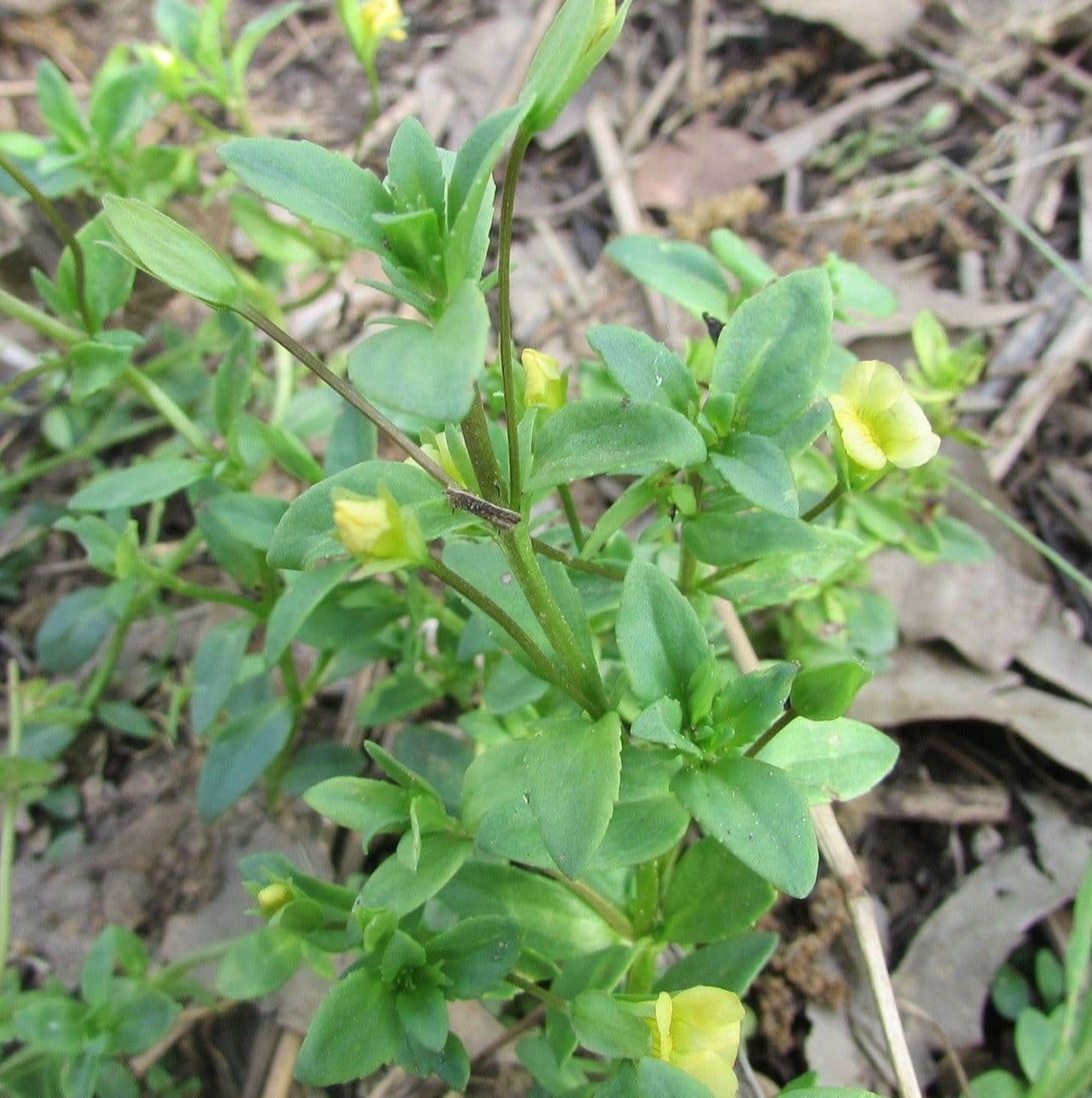 Mecardonia procumbens 8