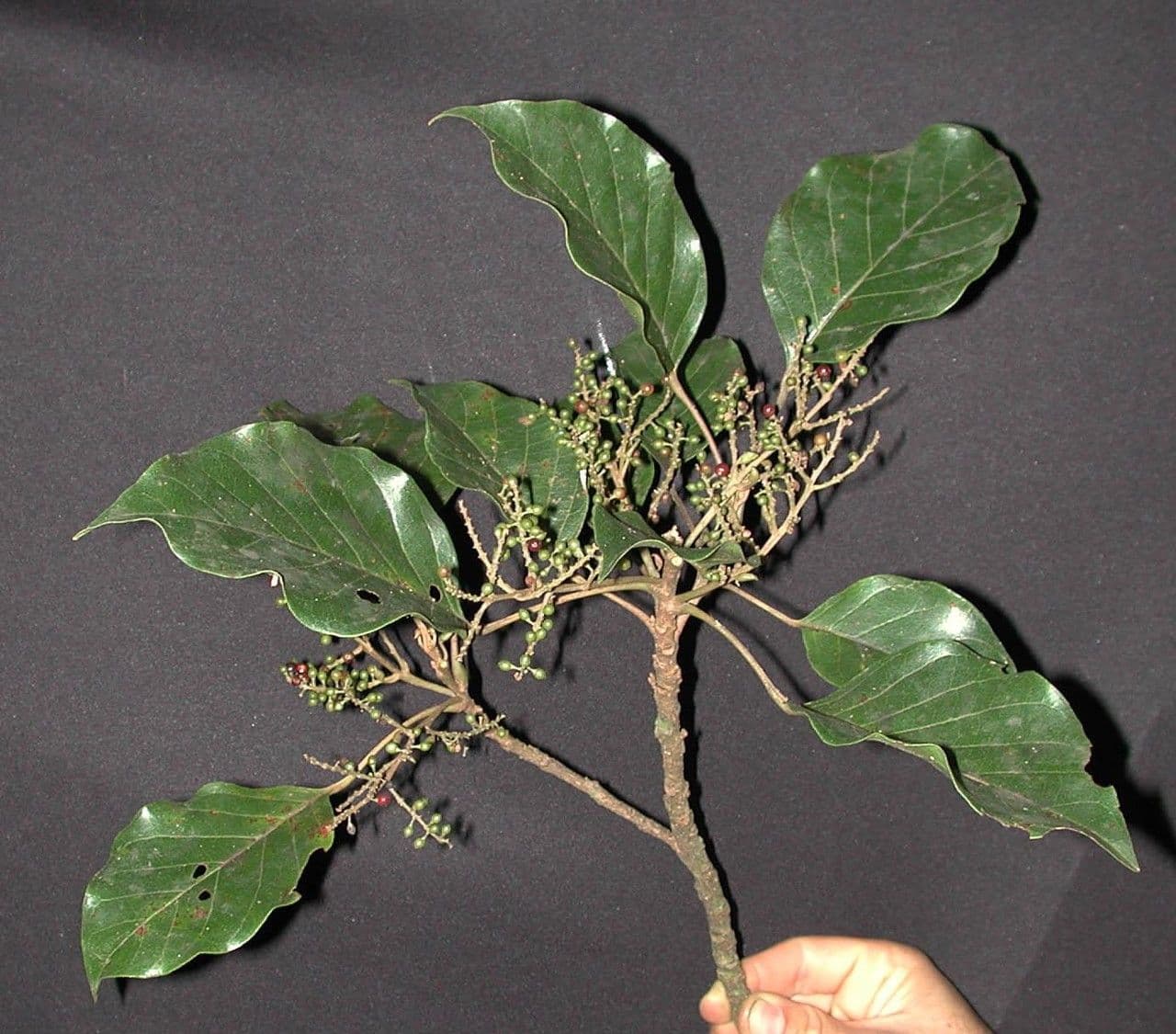 Hieronyma alchorneoides 15