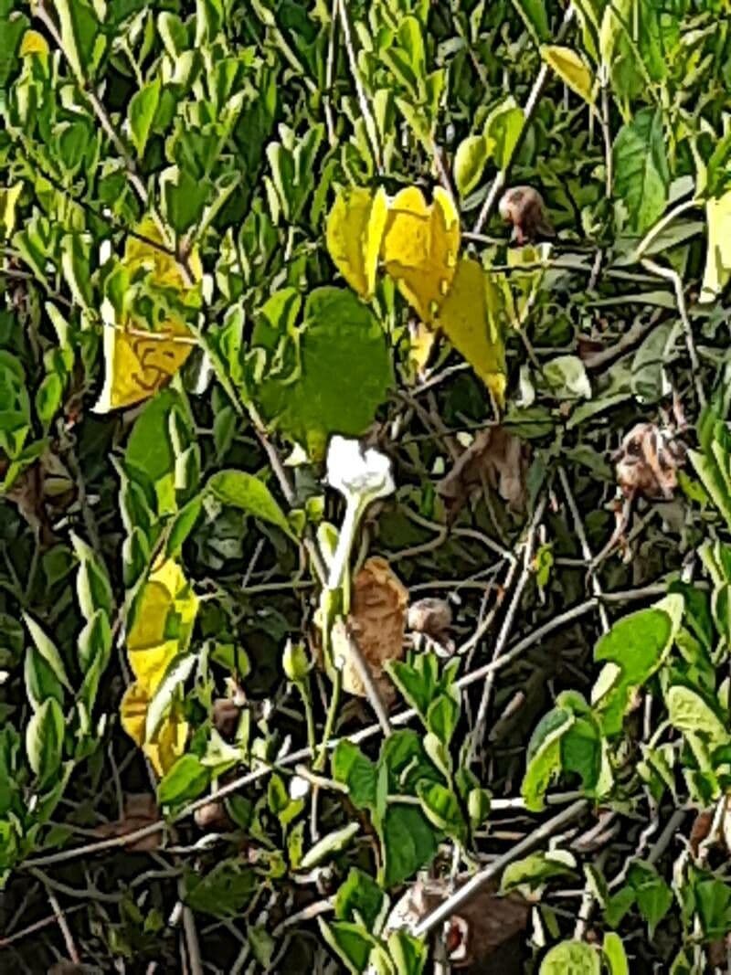 Ipomoea violacea 3
