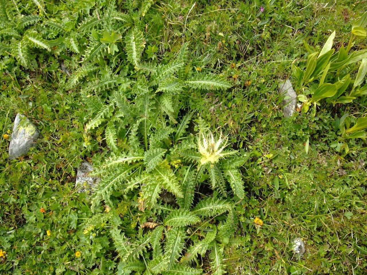 Cardo spinosissimo 12