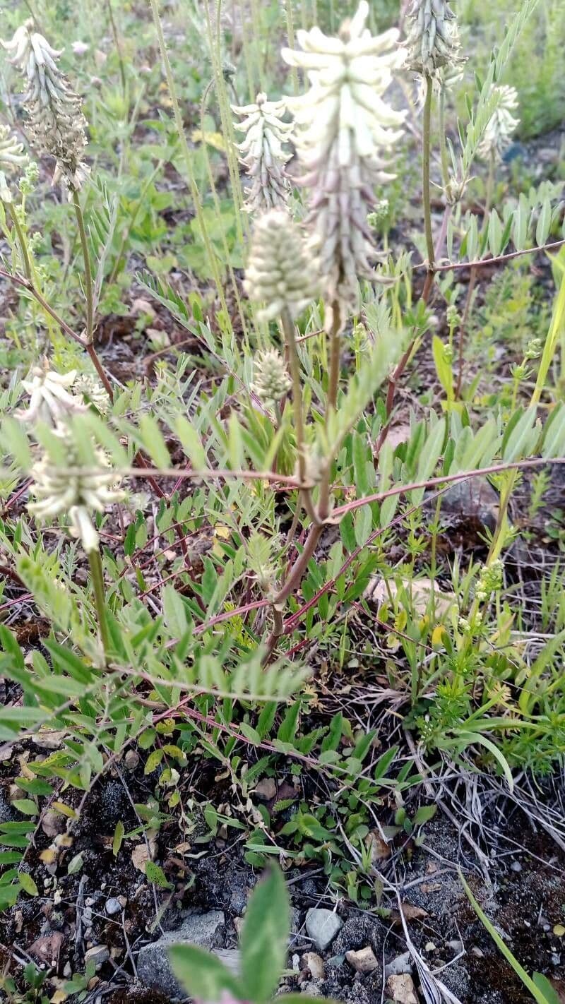 Astragalo canadese 5
