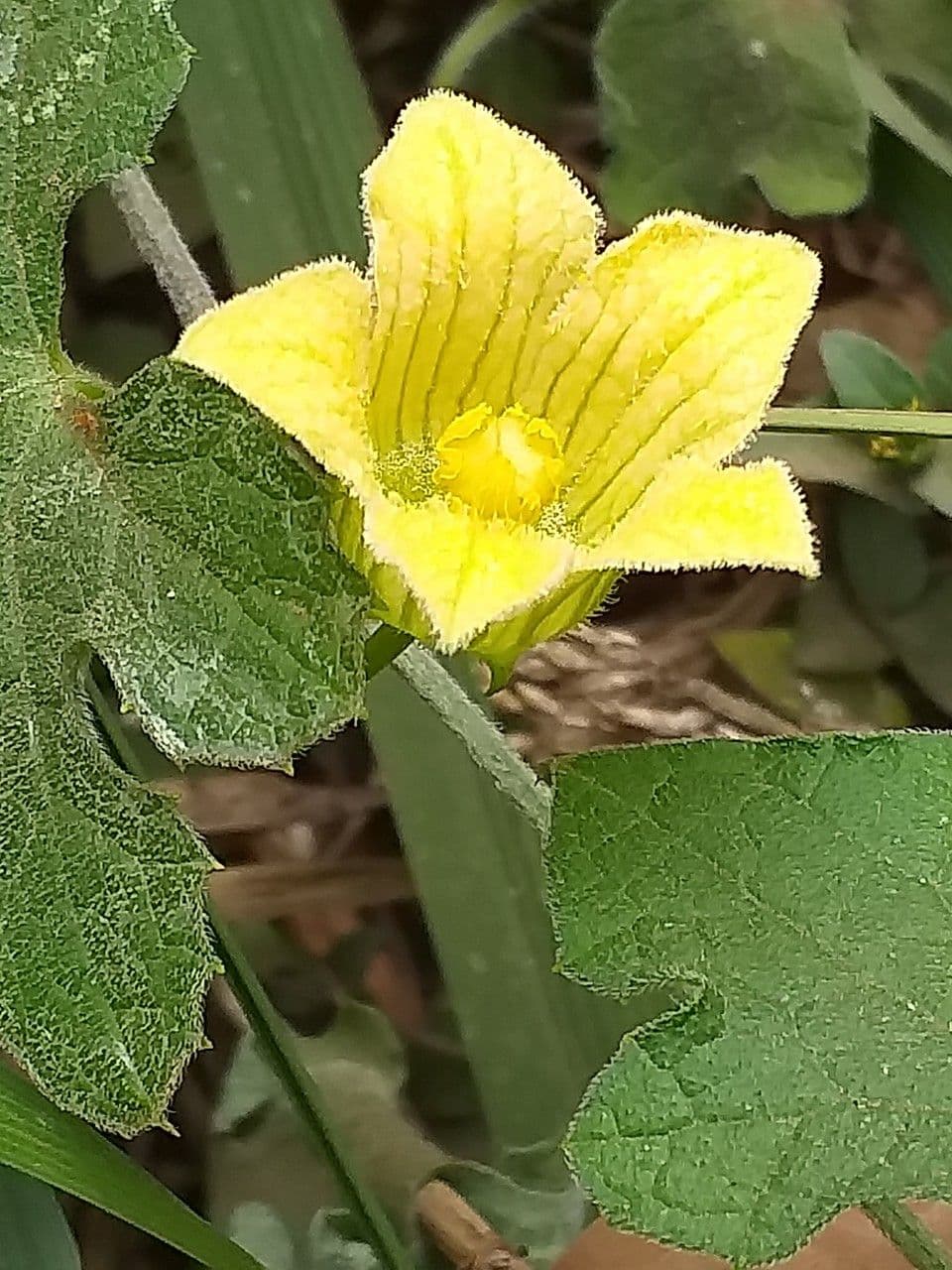 Figleaf gourd 7