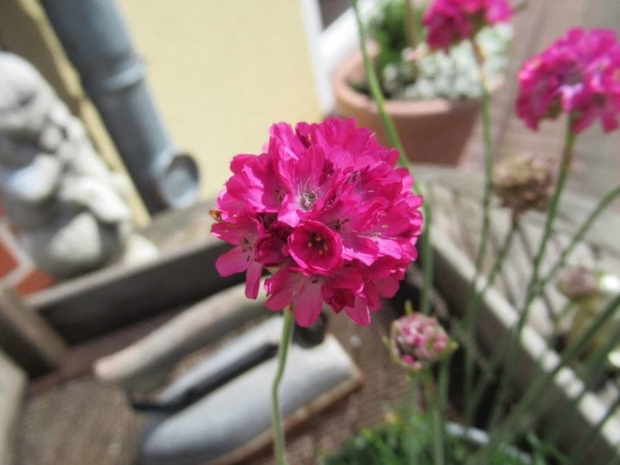Armeria 8