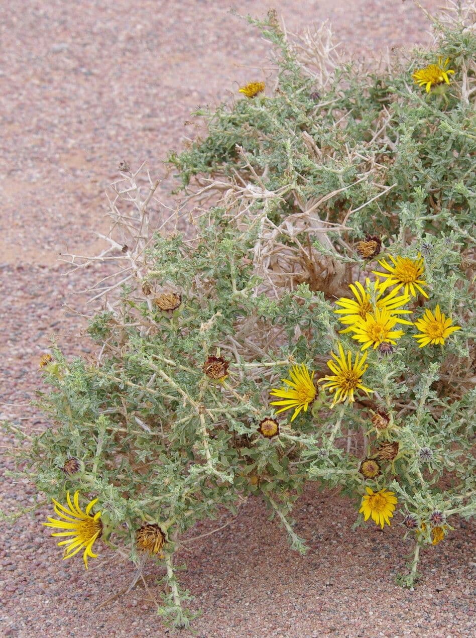 Anvillea 18