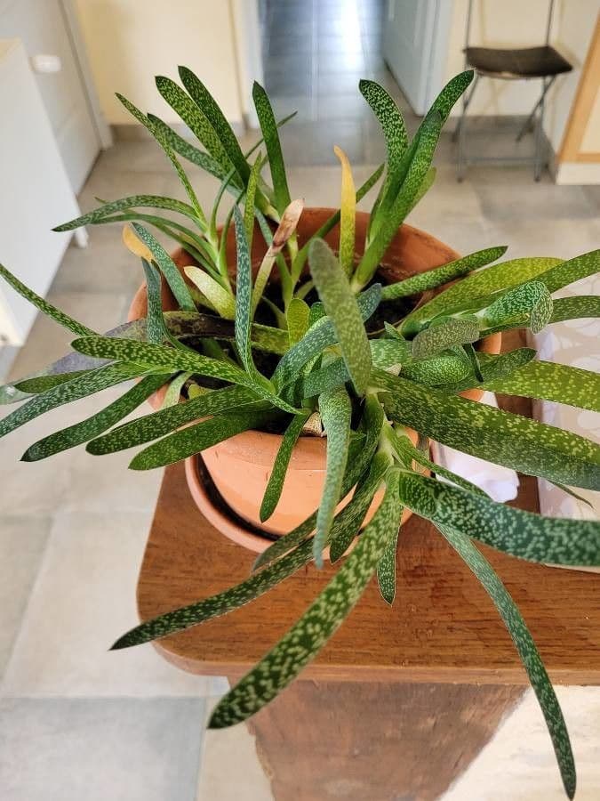 Gasteria 3