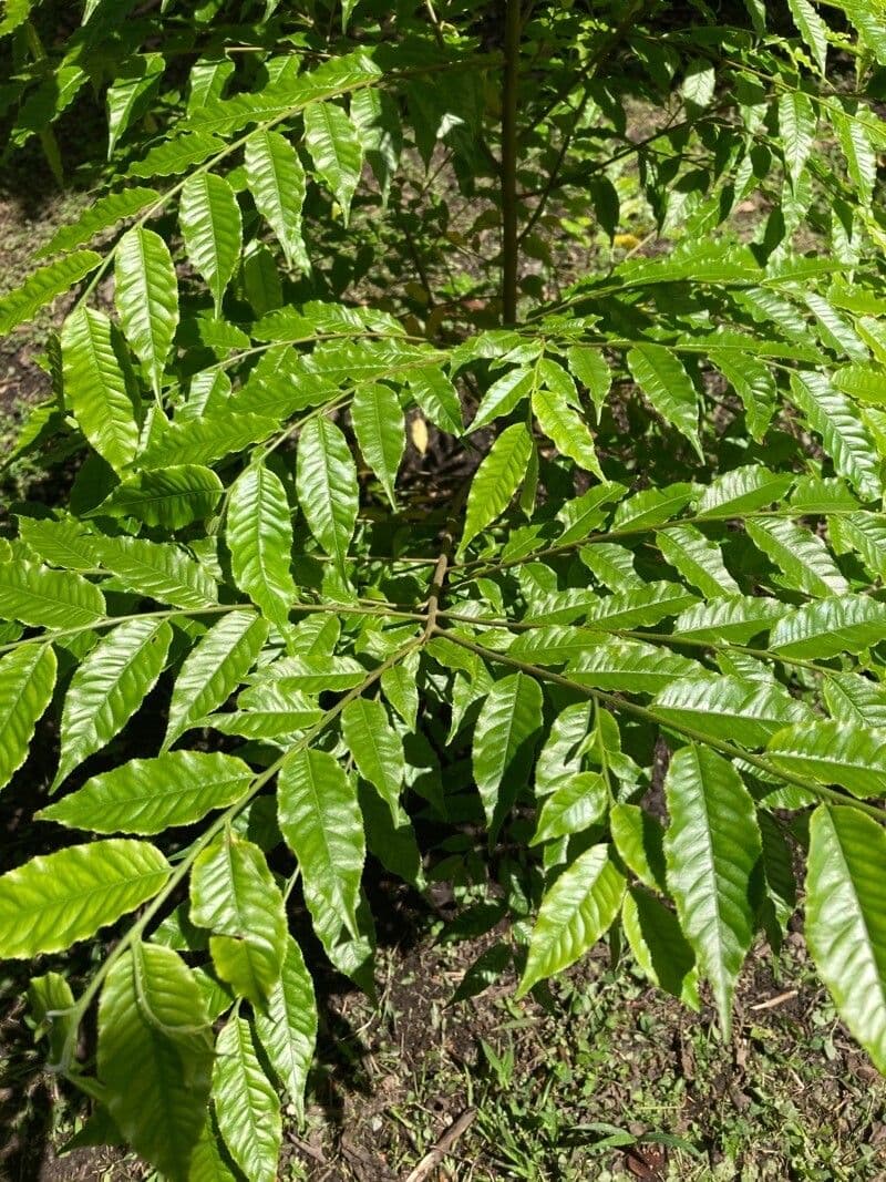 Mogano colombiano 2