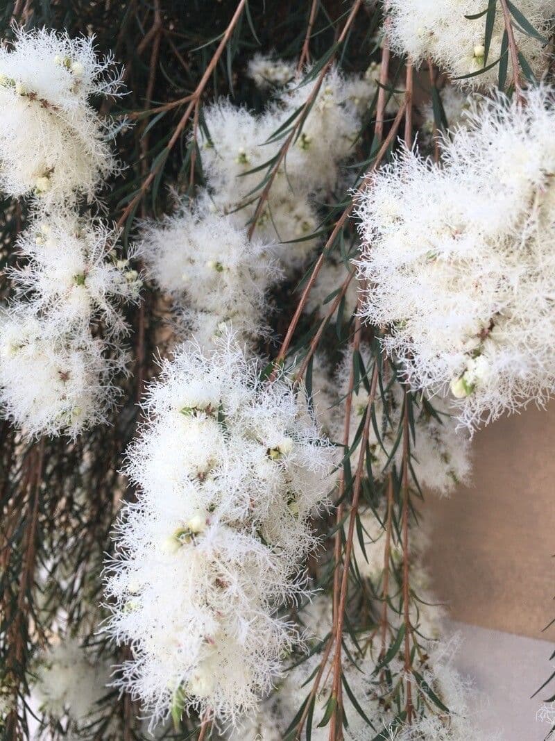 Teebaum 6