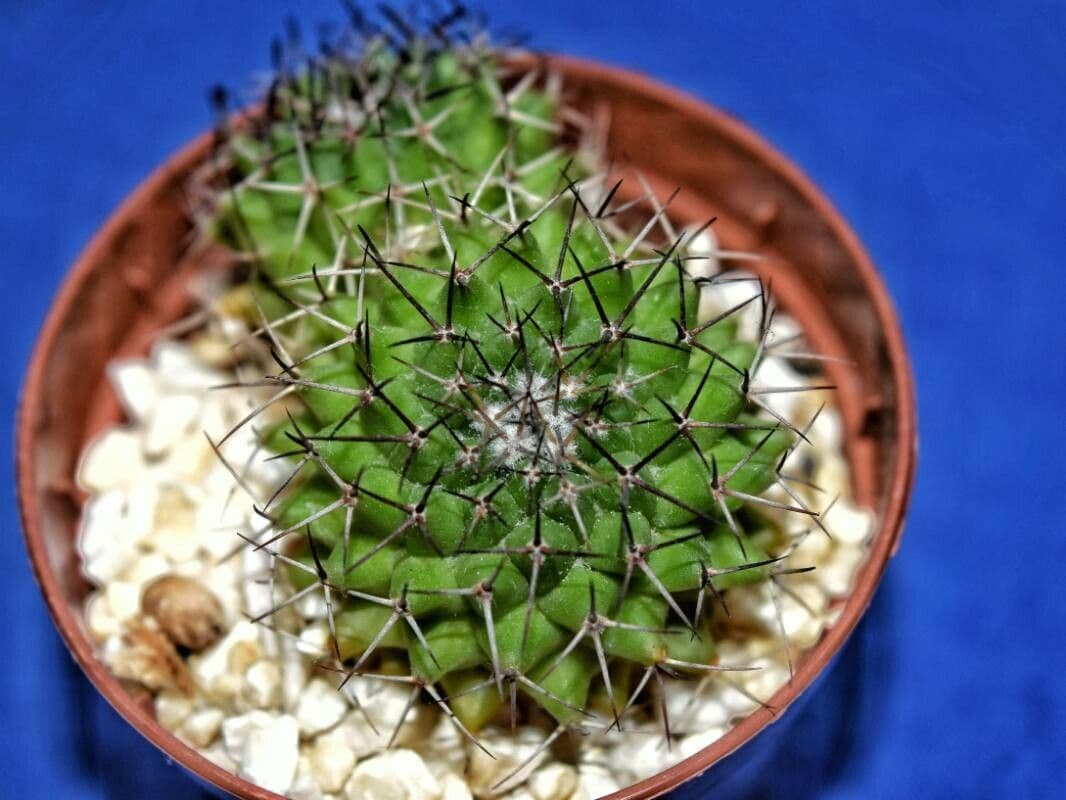Mammillaria 11