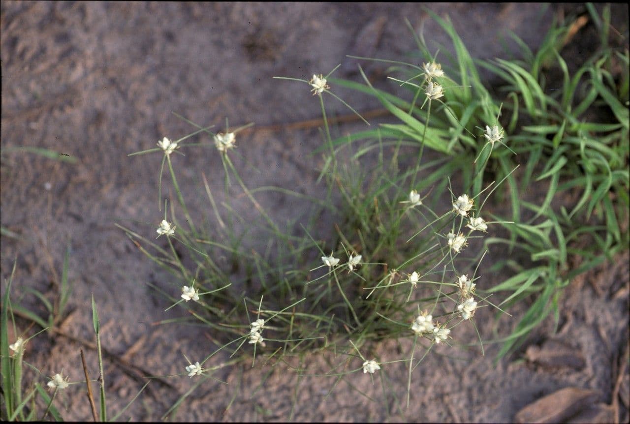 Bulbostylis 2