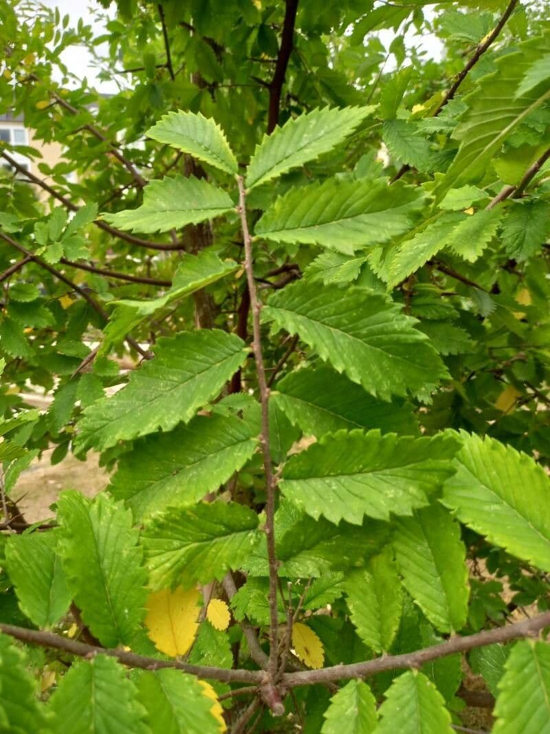 Hemiptelea davidii 9