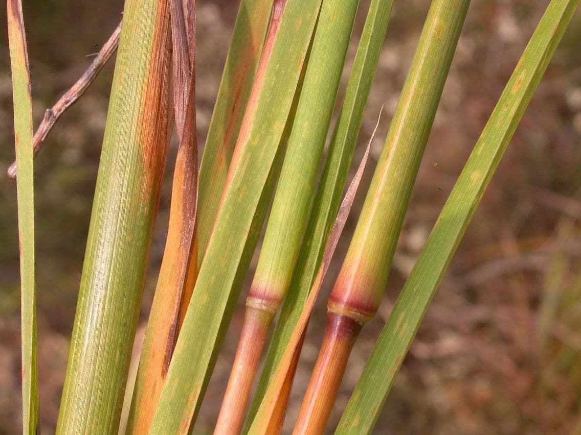 Erba della prateria