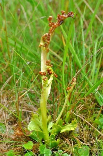 Botrychium 6