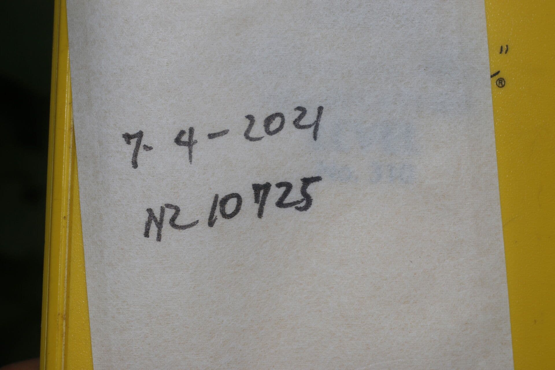 Ipomoea philomega 24