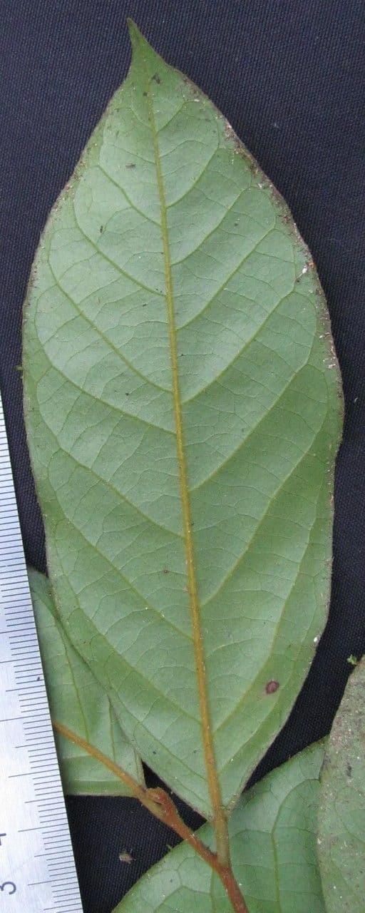 Desmopsis 9