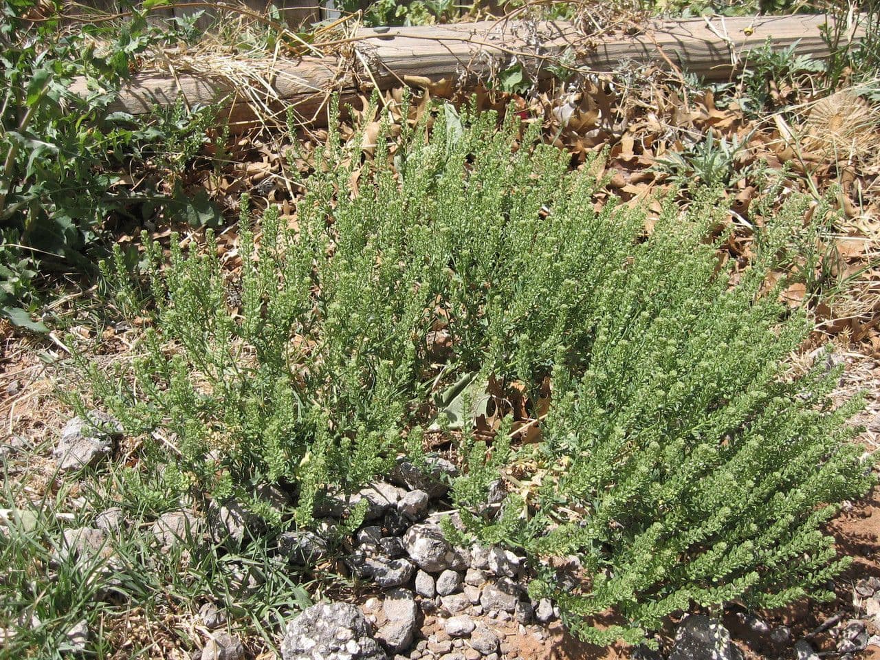 Lepidium oblongum 5