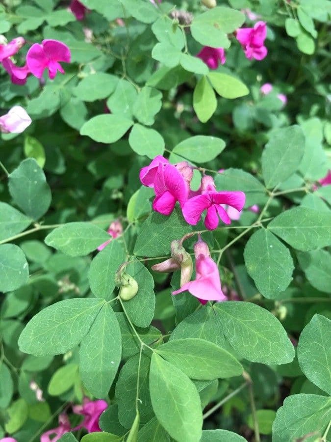 Veccia rosa