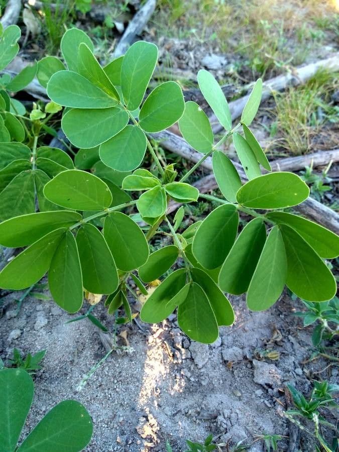 American sicklepod 14