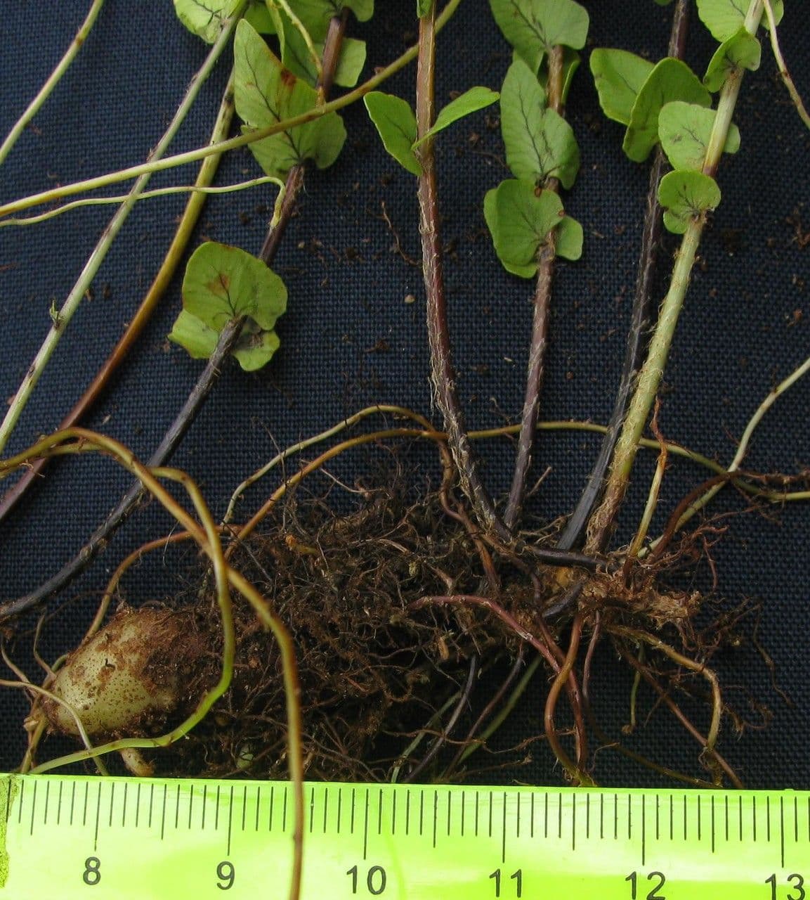 Nephrolepis ondulata 3