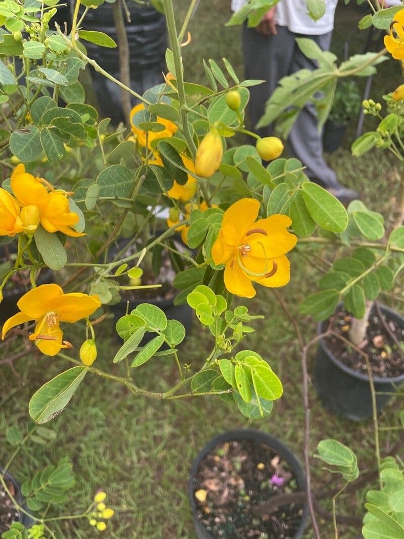 Senna pendula 2